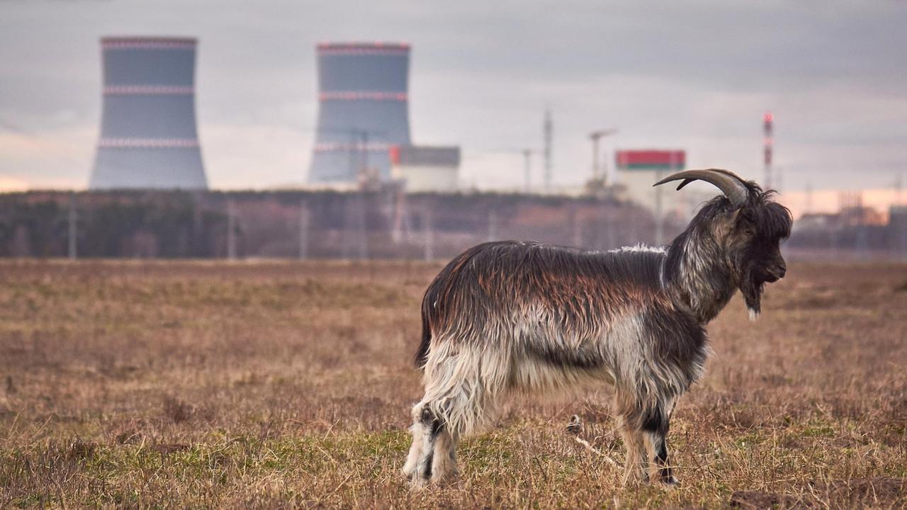 Das erste AKW in Belarus steht wenige Kilometer von der littauischen EU-Grenze entfernt. Im Vordergrund grast eine Ziege.
