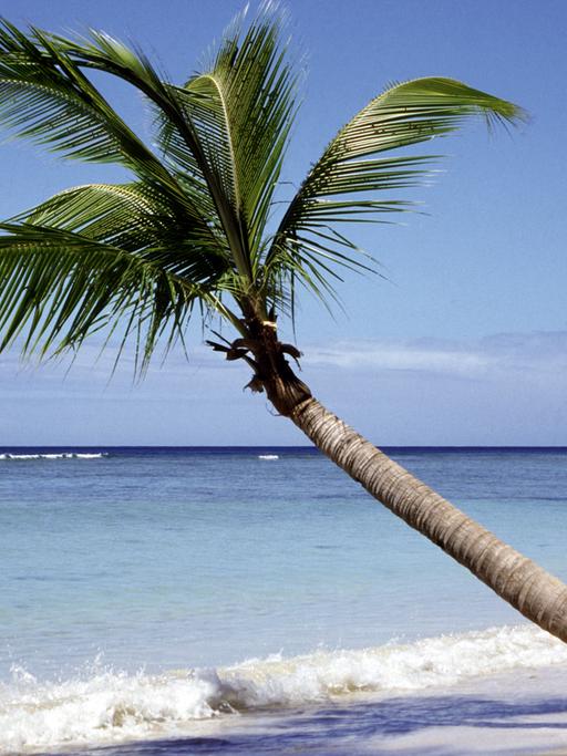 Eine Palme an einem Strand - im Hintergrund das Meer.