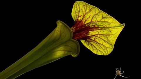 Grün-rote trichterförmige Pflanze, von deren Spitze sich eine Spinne abseilt