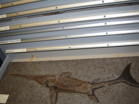 Die Ichthyosaurier-Fossilien sind der ganze Stolz des Stuttgarter Naturkundemuseums.