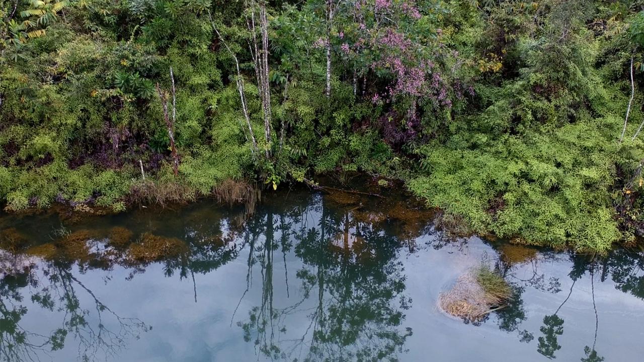 Dschungel in der Andagoya Region, Chocó, Kolumbien