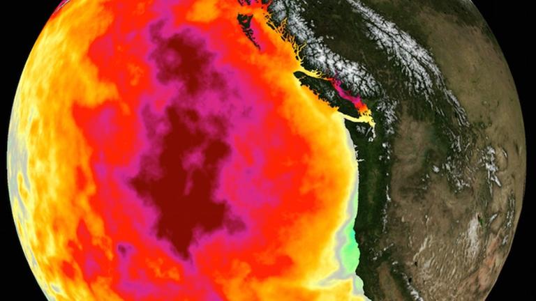Das Datenbild zeigt die monatliche Durchschnittstemperatur der Meeresoberfläche für Mai 2015. Zwischen 2013 und 2016 dominierte im Nordpazifik eine große Masse ungewöhnlich warmen Ozeanwassers - der Blob -, das hier durch rote, rosa und gelbe Farben gekennzeichnet ist, die Temperaturen bis zu drei Grad Celsius über dem Durchschnitt anzeigen.