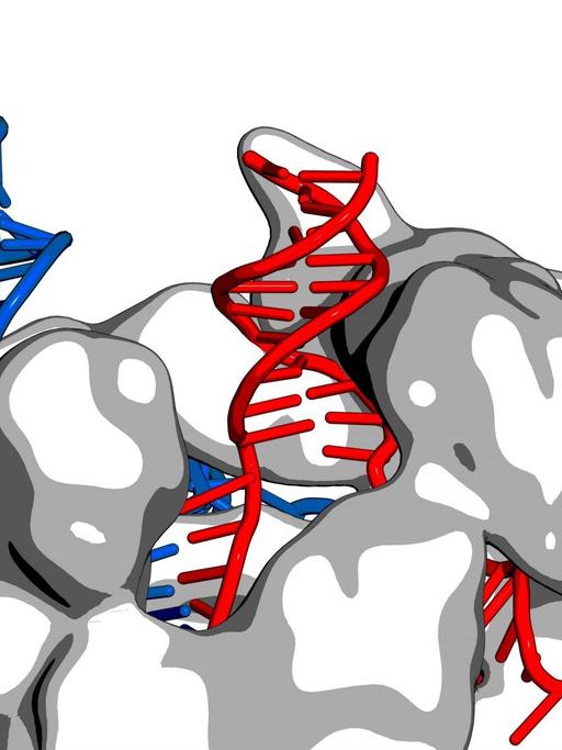Schmatische Darstellung eines Crispr/Cas9 komplexes. Das klotzige Enzym zerschneidet mit einer "Anleitung" aus RNA einen Strang aus DNA. Forscher haben eine Möglichkeit gefunden auch RNA selbst zu schneiden.