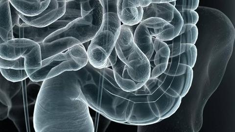 Das menschliche Verdauungssystem als computeranimiertes Bild