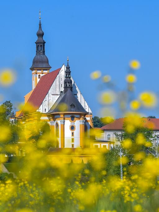 Blick über eine Feuchtwiese voller blühender Hahnenfuß-Blumen auf die Klosteranlage mit der katholischen Kirche vom Kloster in Neuzelle, aufgenommen im Mai 2018