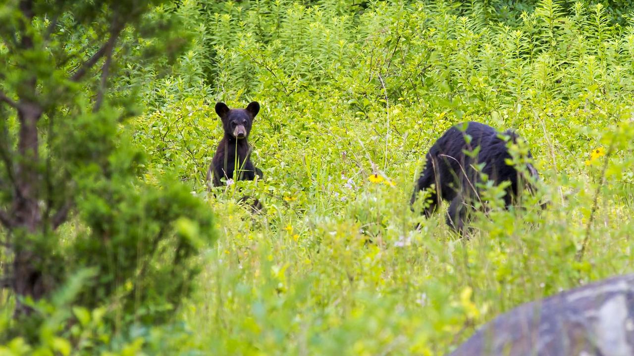 Ein junger Schwarzbär mit seiner Mutter im Shenandoah National Park in der Nähe von Luray, Virgina