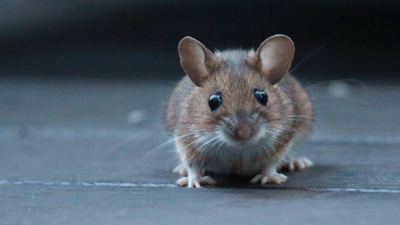 Ein Portrait von einer braun-grauen Maus.