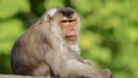 Südlicher Schweinsaffe (Macaca nemestrina), Männchen, Vorkommen auf der Malaiischen Halbinsel