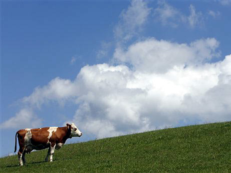 Eine Kuh steht auf einem Feld in der Nähe der kleinen Ortschaft Altenstadt.
