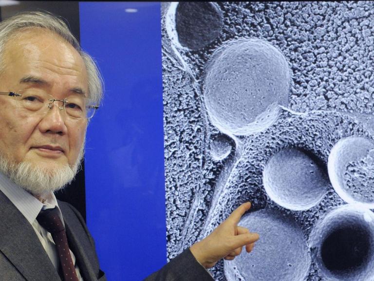 Yoshinori Osumi bekam 2016 den Nobelpreis für Medizin/Physiologie für seine Beschreibung der Funktionsweise der Autophagie