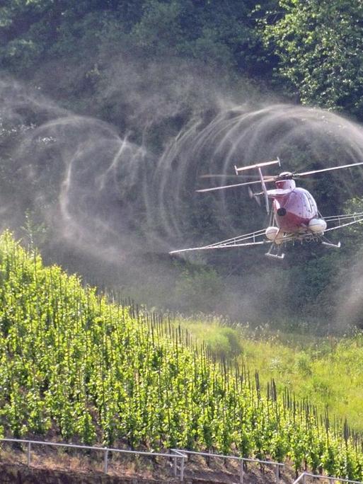 Weinstöcke im Weinbaugebiet Mosel werden vom Hubschrauber mit einem Pflanzenschutzmittel gegen Pilzbefall gespritzt.