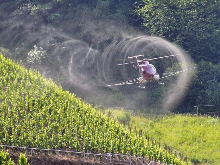 Weinstöcke im Weinbaugebiet Mosel werden vom Hubschrauber mit einem Pflanzenschutzmittel gegen Pilzbefall gespritzt.