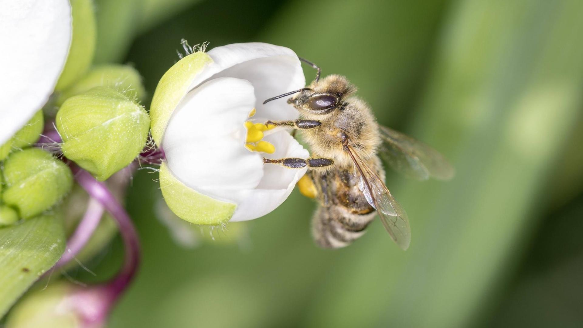 Biene bestäubt eine Blüte