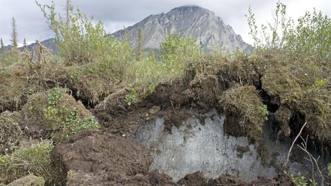 Permafrostboden unter einer dünnen Schicht von Vegetation.