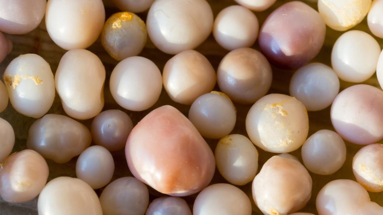 Perlen aus Miesmuscheln (mytilus edulis)