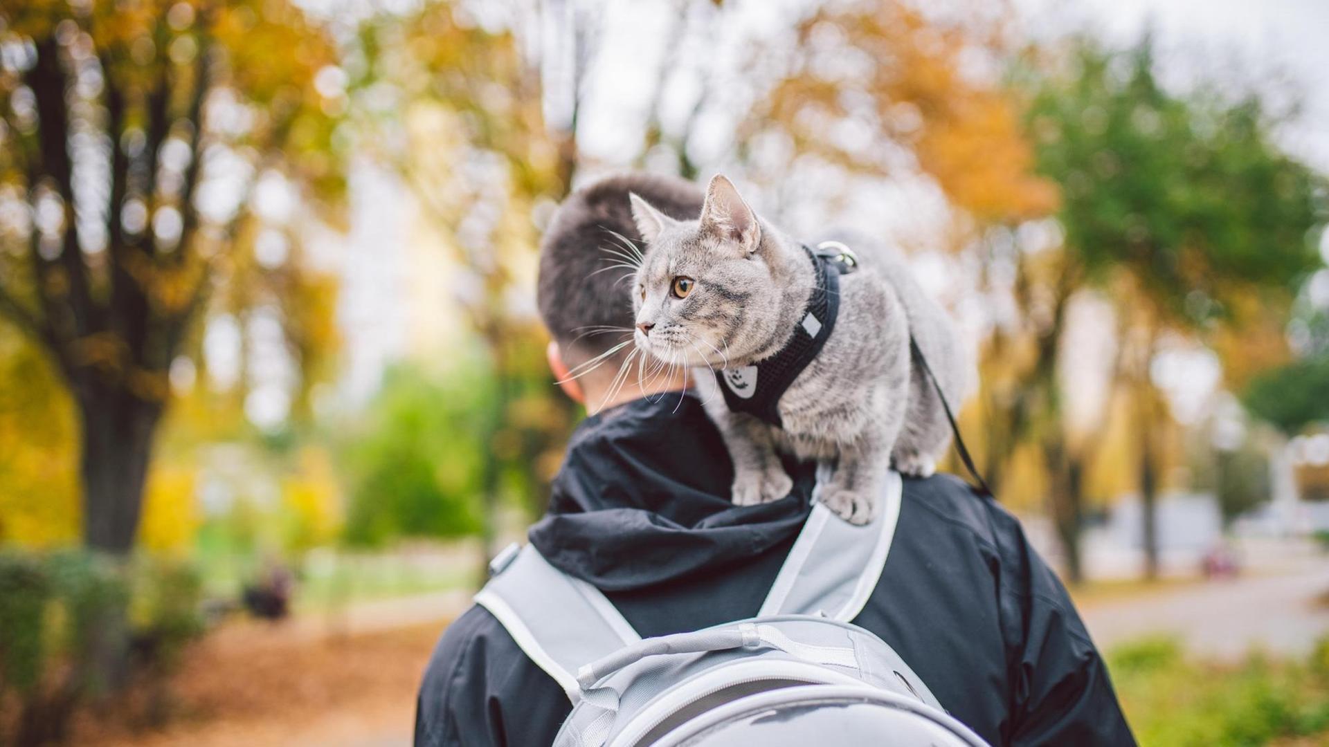 Eine Katze sitzt auf dem Rücken eines jungen Mannes, der im Freien spazieren geht.