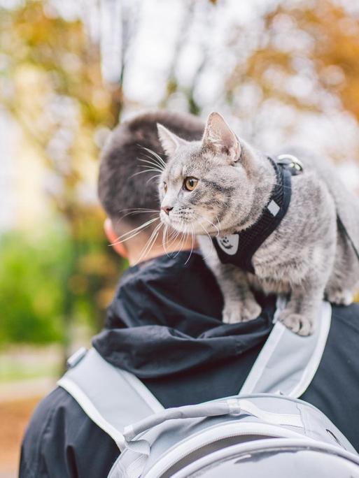 Eine Katze sitzt auf dem Rücken eines jungen Mannes, der im Freien spazieren geht.