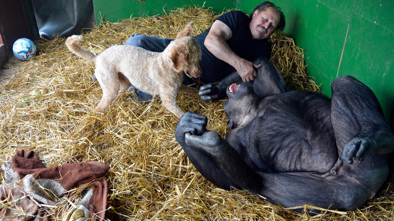 Zirkusdirektor Klaus Köhler liegt neben Schimpanse Robby im Stroh und kitzelt ihn, mit dabei Köhlers Hund.