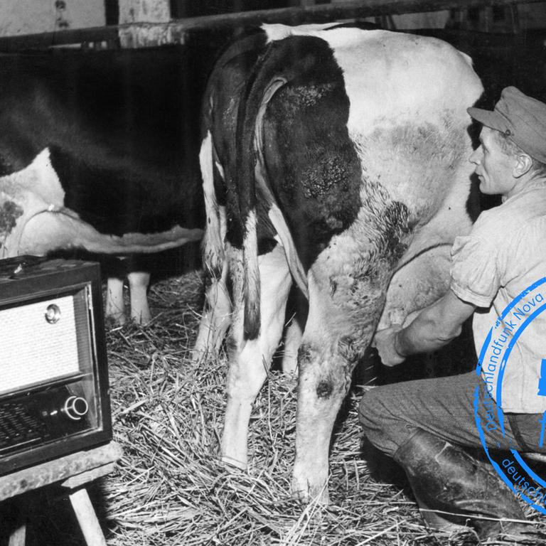 Der Melker Fritz Janz aus Oerie (Kreis Springe) melkt im Dezember 1951 bei Musikberieselung eine Kuh. Aber nicht für sein Vergnügen hat er das Radio im Kuhstall aufgestellt, sondern für die Kühe. Der findige Melker hatte von Versuchen gehört, mit denen bei Musik im Stall die Milchleistung der Kühe erhöht werden sollte. Und prompt den Rundfunkempfänger in den Stall getragen. Der Versuch hat geklappt: Nach anfänglicher Unruhe haben sich die Kühe an die neuen Töne gewöhnt, die Milchleistung ist um acht Liter pro Tag gestiegen. Ganz besonders schätzt das Vieh den Jazz.