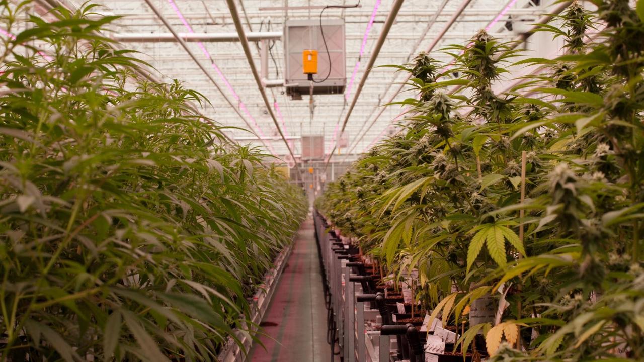 Links und rechts stehen ordentlich aneinander gereiht die Cannabis Pflanzen.