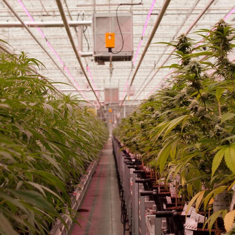 Links und rechts stehen ordentlich aneinander gereiht die Cannabis Pflanzen.