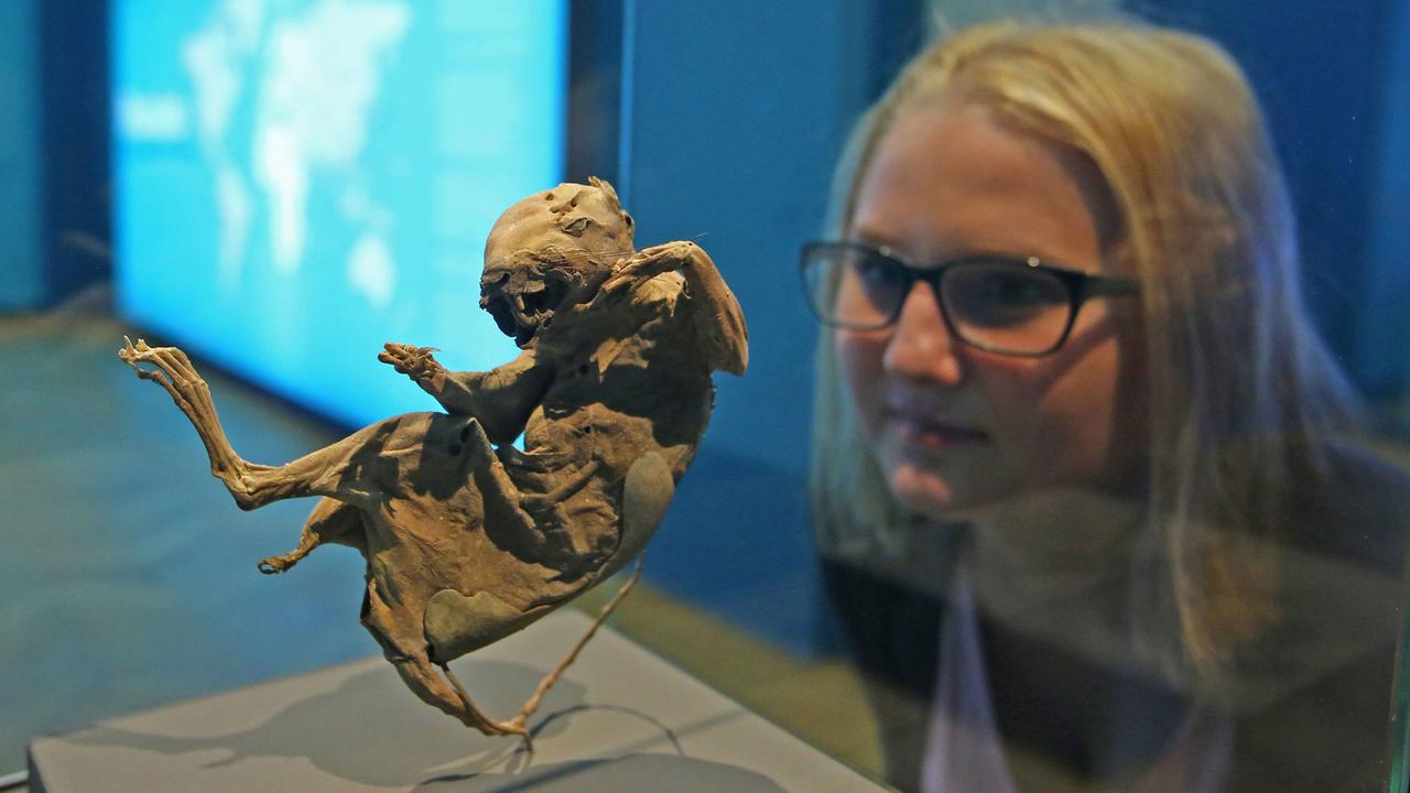 Eine Besucherin schaut sich im Museum Zeughaus der Reiss-Engelhorn-Museen Mannheim in der Sonderausstellung "Mumien– Geheimnisse des Lebens" die Naturmumie eines Eichhörnchens an.
