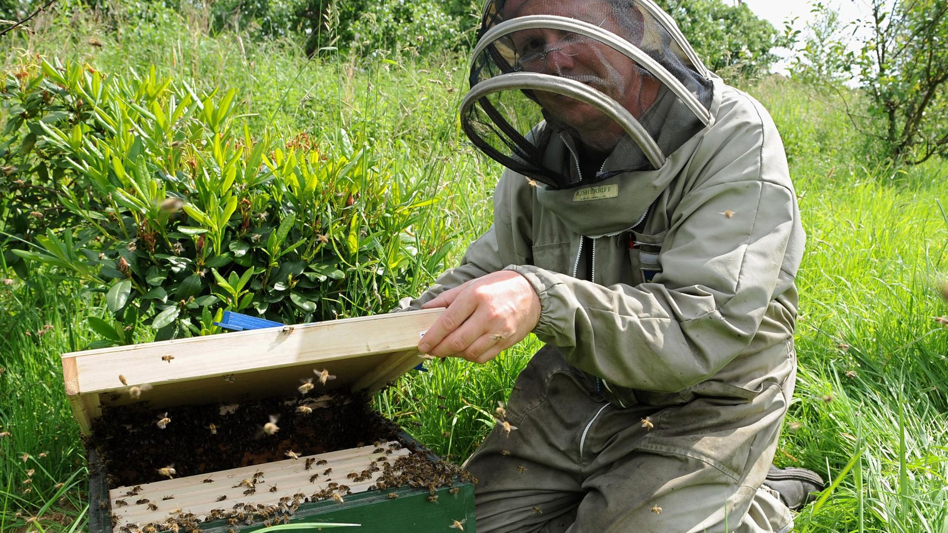 Der Imker Michael Bauer aus dem Alten Land in Jork (Niedersachsen) versucht am 02.06.2014 einen entflohenen Bienenschwarm wieder einzufangen.
