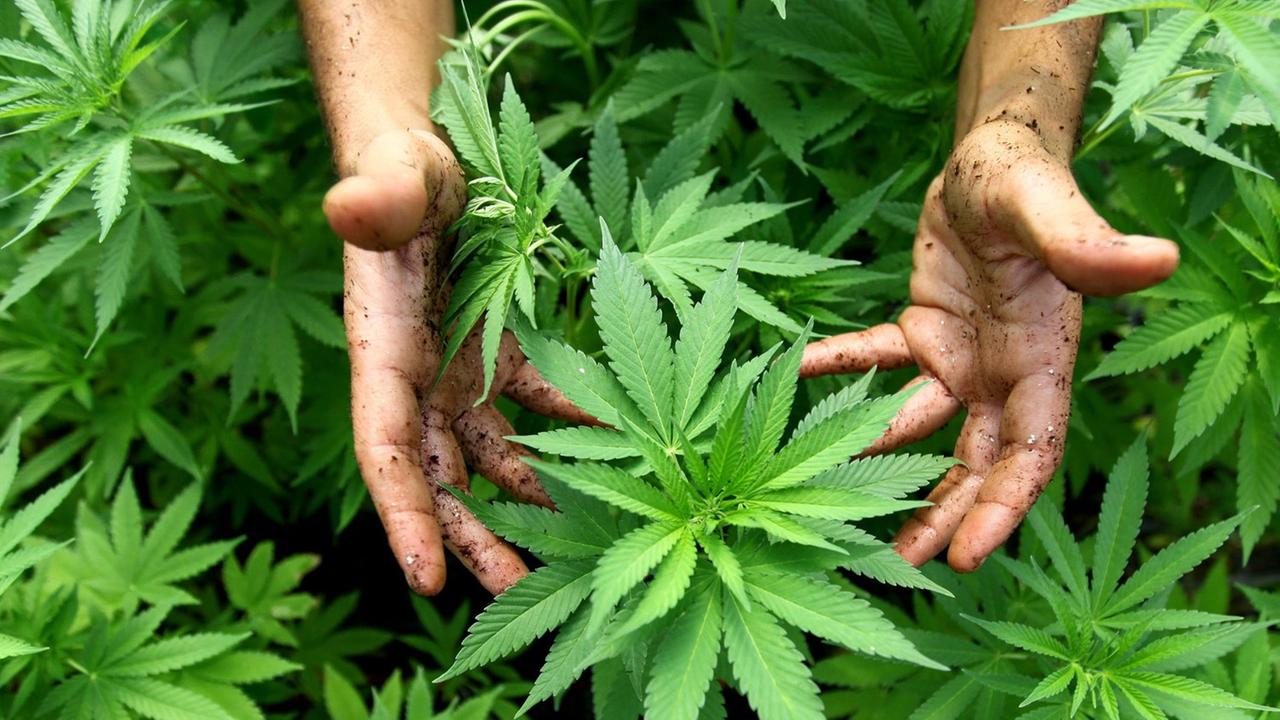 Cannabis-Pflanze in der Nähe der nordisraelischen Stadt Safed