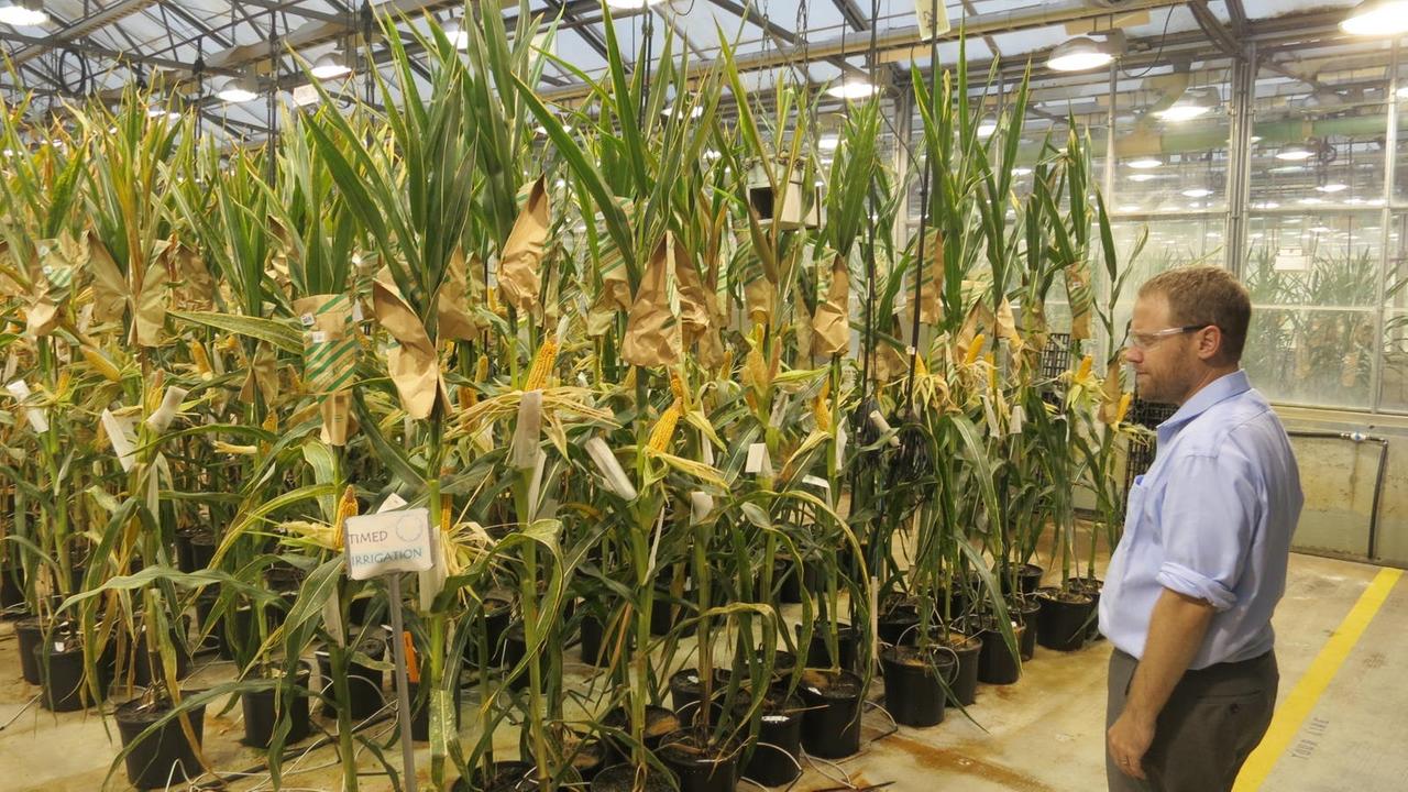 Ein Wissenschaftler von Monsanto beobachtet neue Gen-Maispflanzen im Labor in St. Louis, USA