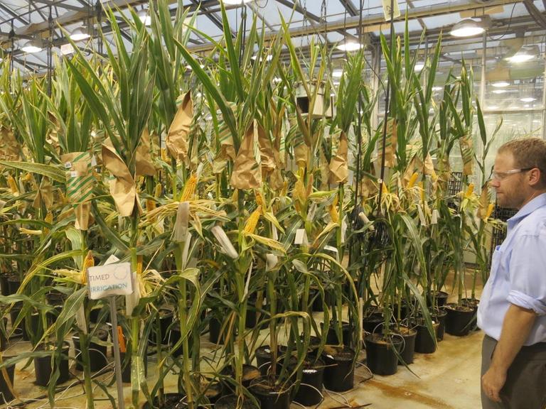 Ein Wissenschaftler von Monsanto beobachtet neue Gen-Maispflanzen im Labor in St. Louis, USA