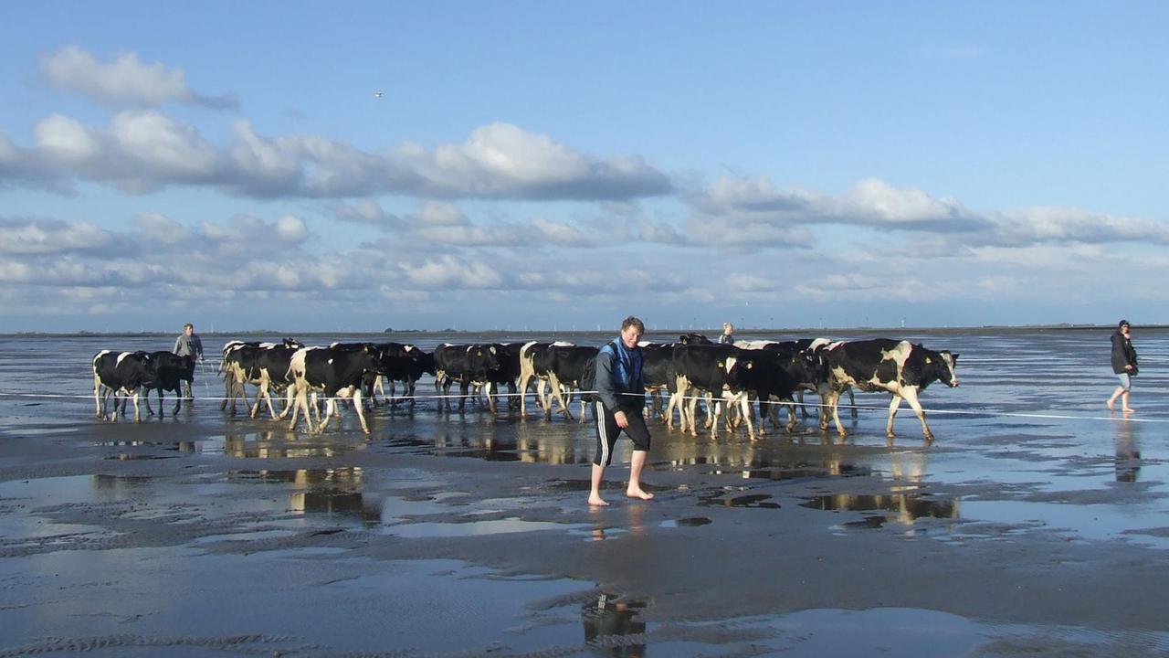 Kühe im Wattenmeer