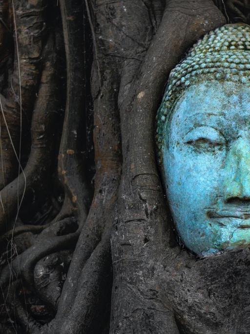 Ein Banyan Baum ist um einen Buddhakopf herumgewachsen und hat diesen integriert.