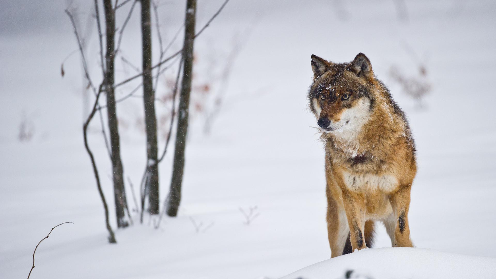 Ein Wolf steht in einer schneebedeckten Landschaft