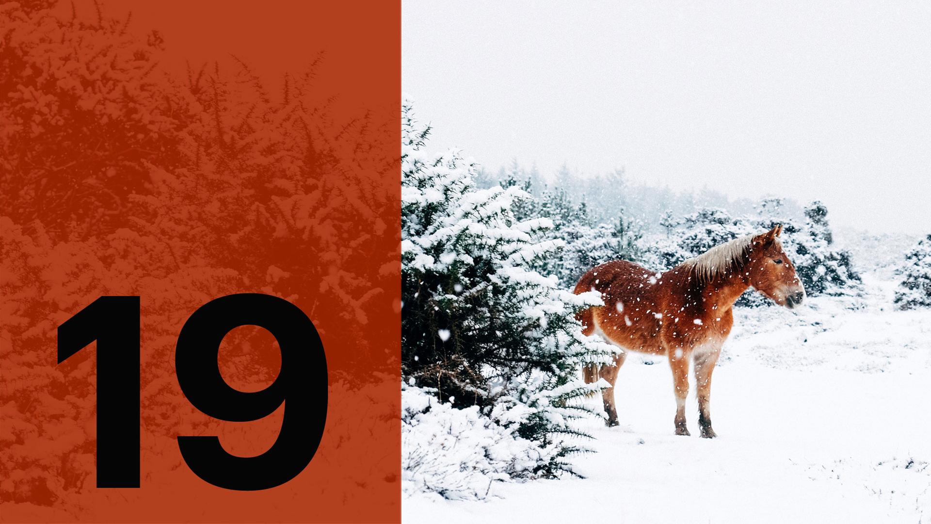 Im Hintergrund ein Pferd im Schnee, im Vordergrund die Zahl 19.
