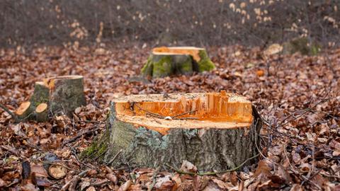 Gefällte Buchen im Wald