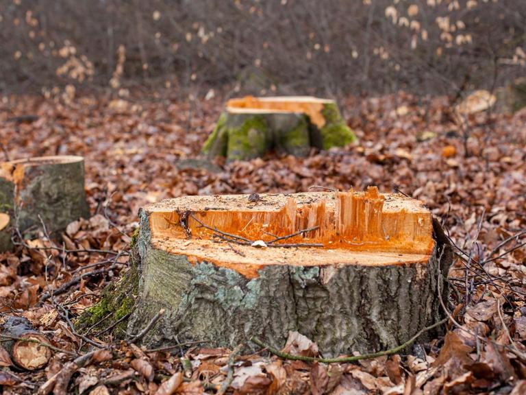 Gefällte Buchen im Wald