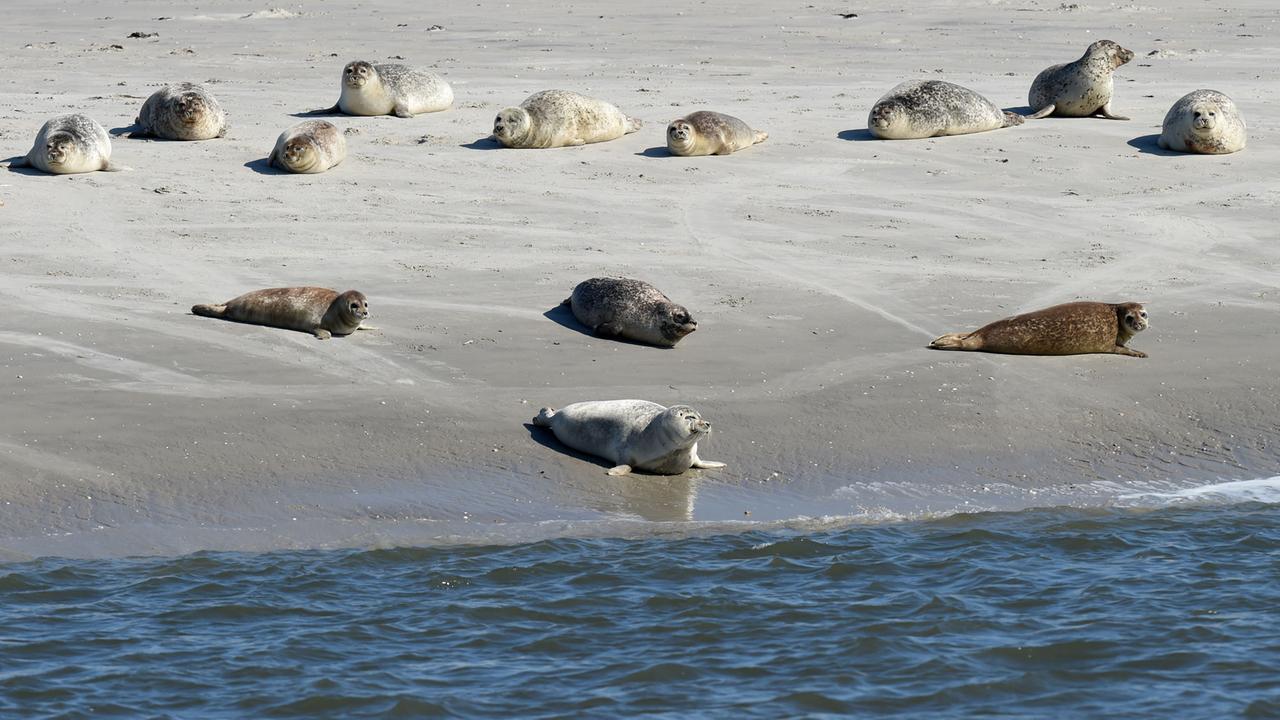 Seeehunde liegen auf dem Sandstrand.