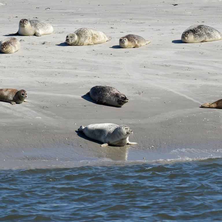 Seeehunde liegena uf der Nordsee vor Pellworm (Schleswig-Holstein) auf dem Norderoogsand.