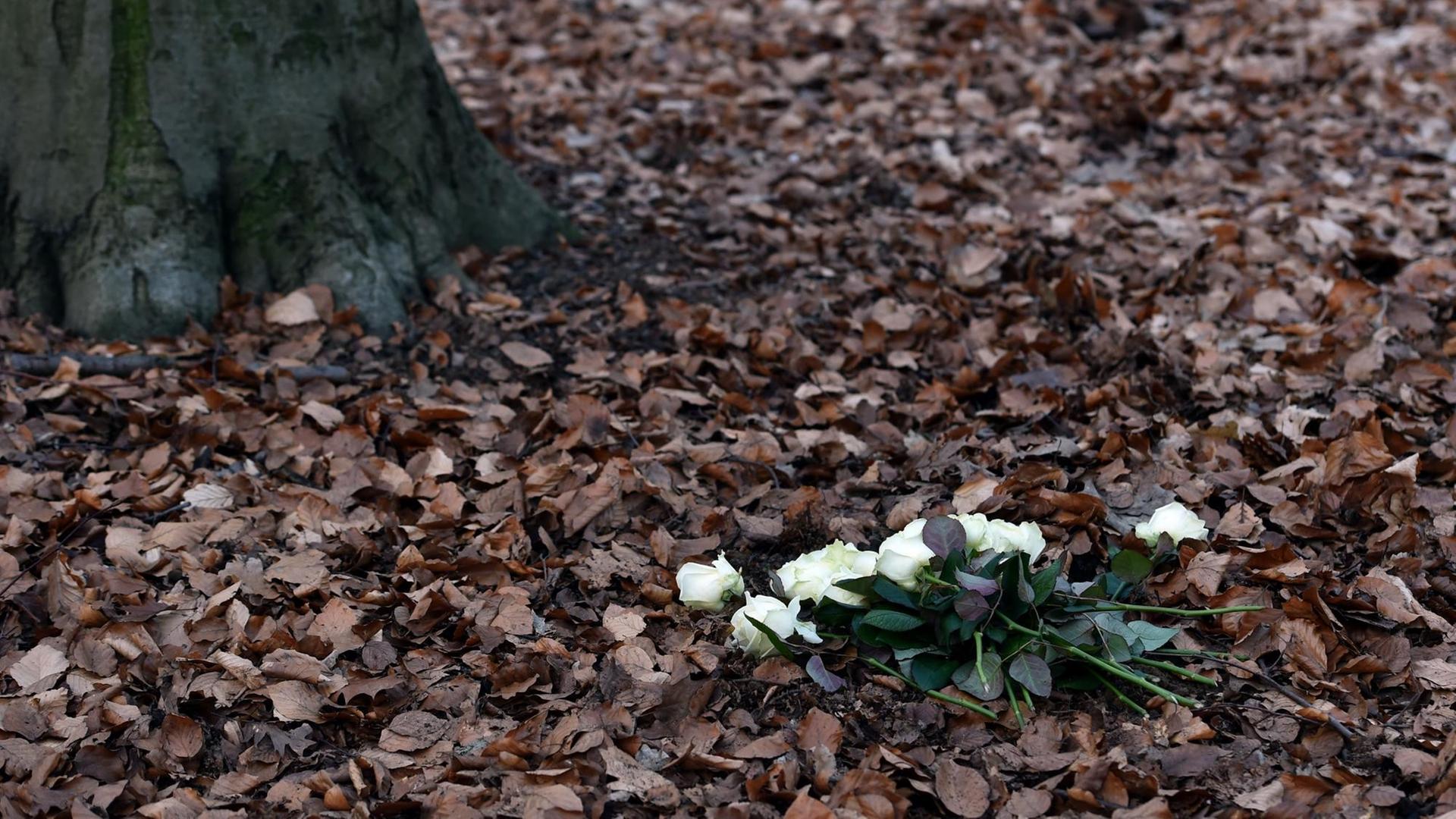 12.02.2019, Nordrhein-Westfalen, Herten: Weiße Rosen liegen vor einem Baum im Friedwald Ruhestätte Natur. Hier kann man sich anonym in einer Urne unter einem Baum bestatten lassen.