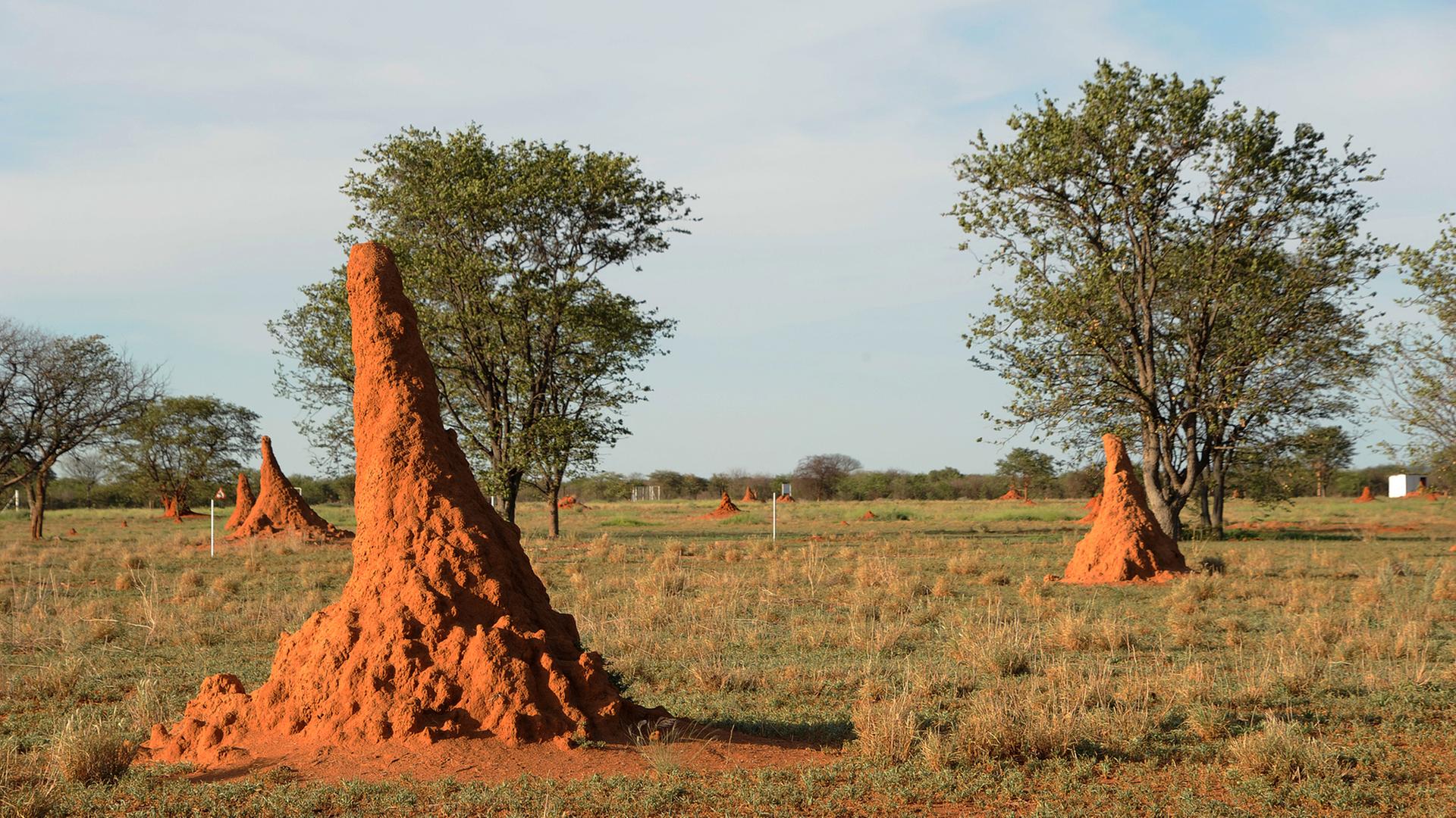 Riesige Termitenhügel haben sich hier im Norden Namibias gebildet, aufgenommen 2016