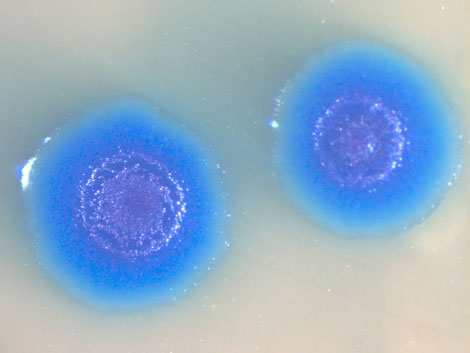 Zwei Kulturen des künstlich umgewandelten Mycobakterium mycoides.