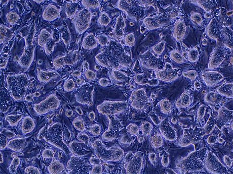 Stammzellen einer Maus