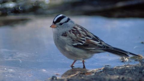 Eine kleine Dachsammer (White-crowned Sparrow, Zonotrichia leucophrys) steht in Bosque del Apache, New Mexico in einer Pfütze.