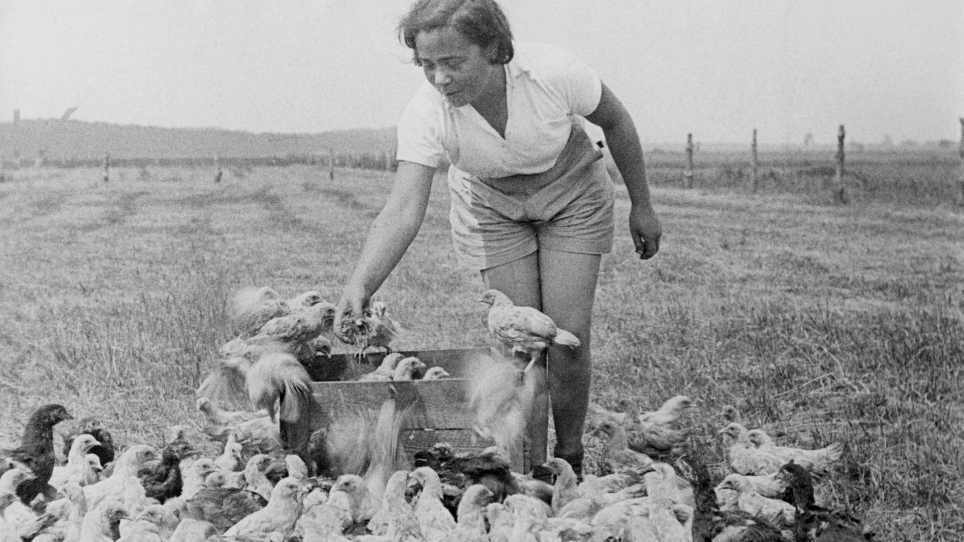 Eine junge Frau füttert Hühner auf dem Feld.