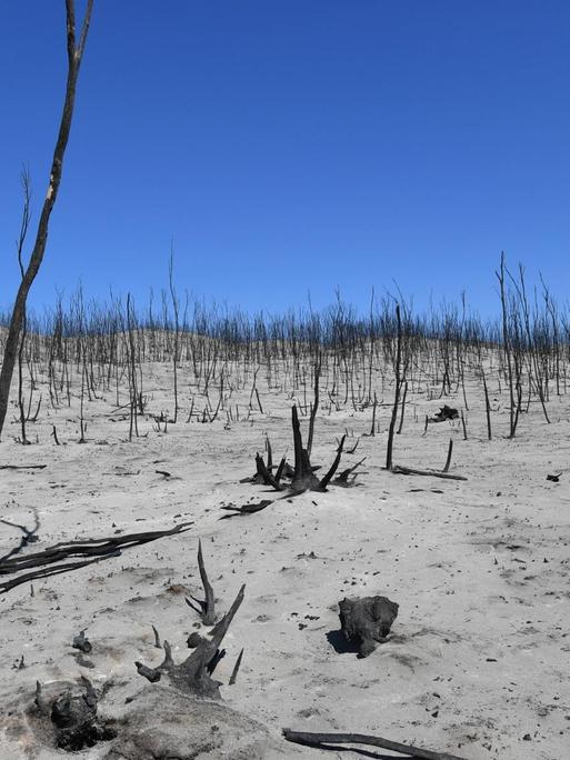 Verbrannte Landschaft im Flinders Chase National Park auf den Kangaroo Islands in Australien am 7. Januar 2020.
