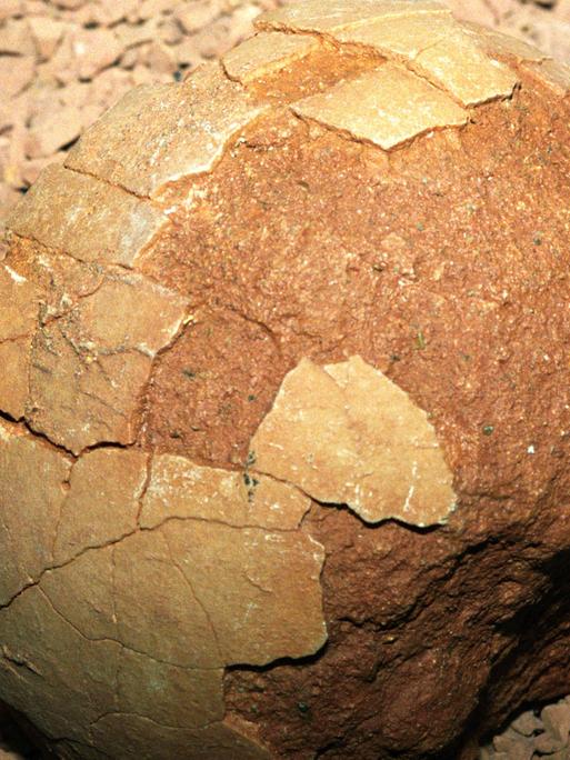 Ein versteinertes Dinosaurierei mit teilweise erhaltener Schale. Es gehört zur Sammlung des Berliner Naturkundemuseums, stammt aus der Oberkreide-Zeit und wurde in der mongolischen Wüste Gobi gefunden.