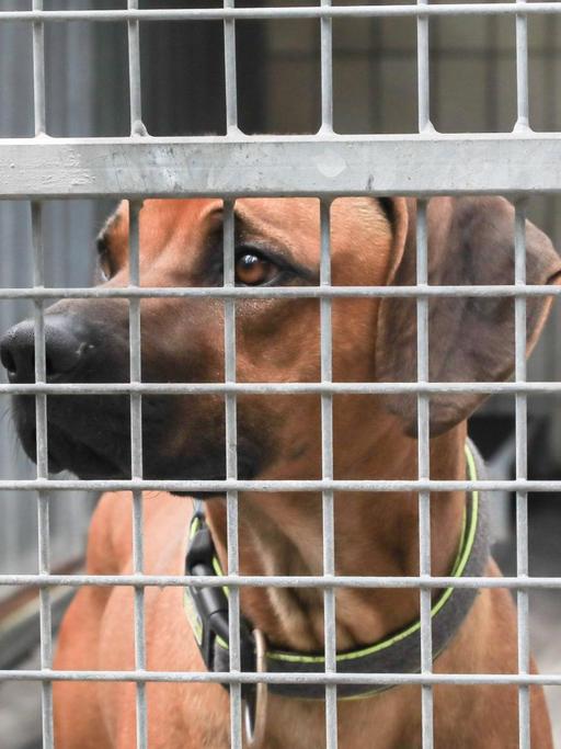 Ein Hund schaut durch das Gitter seines Zwingers im Tierheim.