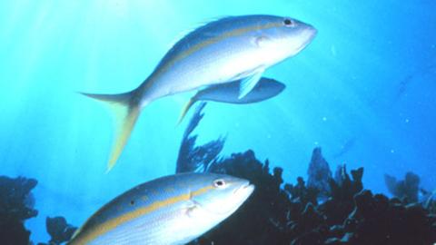 Welche Folgen hat die Tiefseefischerei auf die Fischwelt?