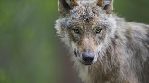 Gibt es den Wolf auf dem Fabrikgelände wirklich?