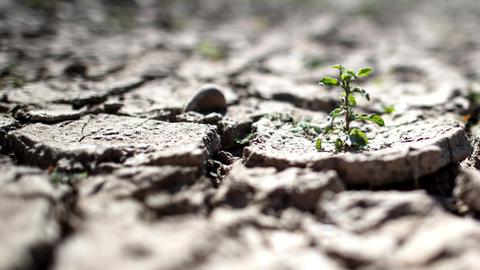 Das Bild zeigt einen ausgetrockneten Boden mit einer kleinen Pflanze.